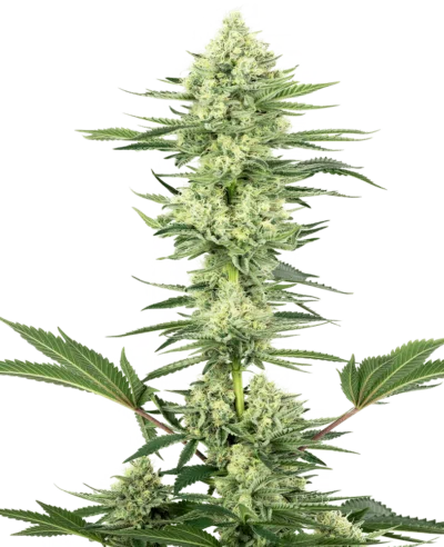 Image of a cannabis plant