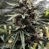 MOSCA SEEDS/TIKI MADMAN - DETROIT RUNTZ x RASPBERRY BOOGIE STRAIN - FEM PHOTO - Image 2