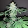 JINXPROOF GENETICS - OH SNAP STRAIN - REG PHOTO - 12 PACK - Image 5