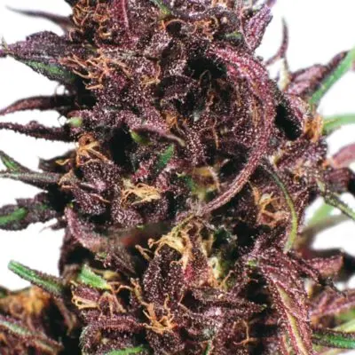 SEEDSMAN - PURPLE BUD STRAIN - REG PHOTO - 10 PACK