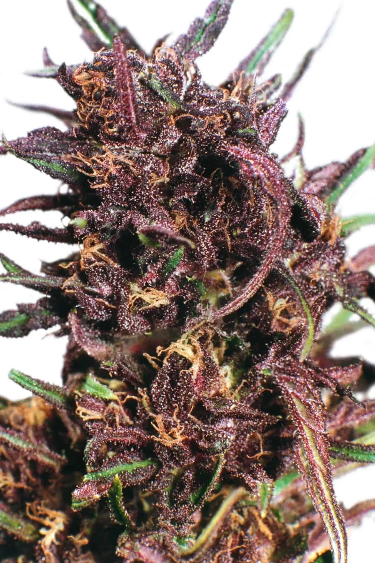 SEEDSMAN - PURPLE BUD STRAIN - REG PHOTO - 10 PACK