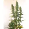 9f8225 Mv2