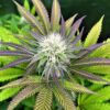 JINXPROOF GENETICS - HASHGOOBERRY F2 STRAIN - REG PHOTO - 12 PACK - Image 3