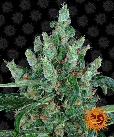 Laughing Buddha | Barney's Farm | FEM Photoperiod Seeds