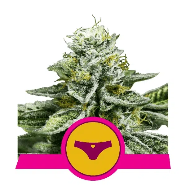 ROYAL QUEEN SEEDS - SHERBET QUEEN STRAIN - FEM PHOTO