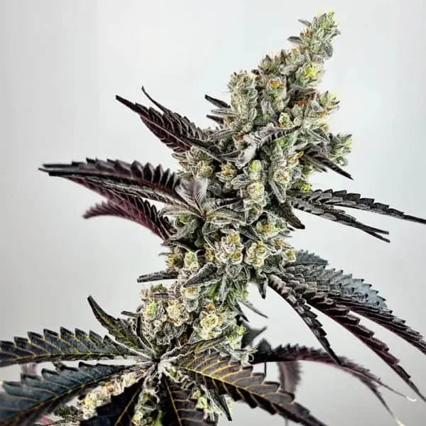 Falcon Heavy | Exotic Genetix | FEM Photoperiod Seeds