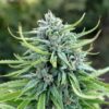 DUTCH PASSION - DURBAN POISON - FEM PHOTO - Image 4