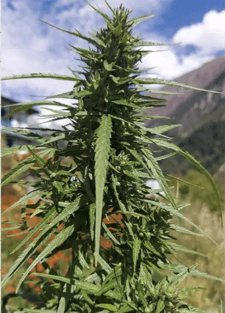 TRIDENT SEEDS - TOSH VILLAGE DOMESTICATED STRAIN - REG PHOTO