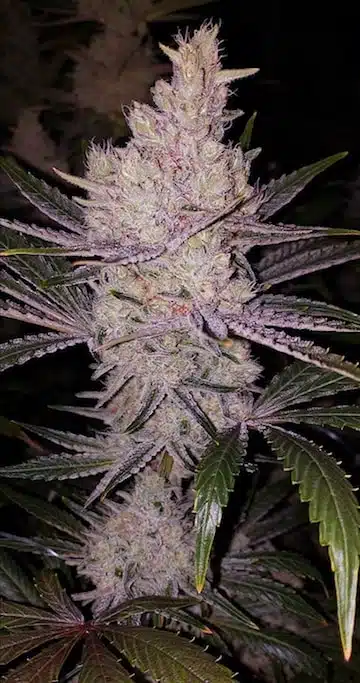 Orange Kush Cake R1 | Ethos Genetics | FEM Photoperiod Seeds