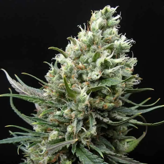 RIPPER SEEDS - RIPPER HAZE STRAIN - FEM PHOTO