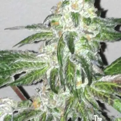 Girl Scout Cookies | Cali Connection | FEM Photoperiod Seeds