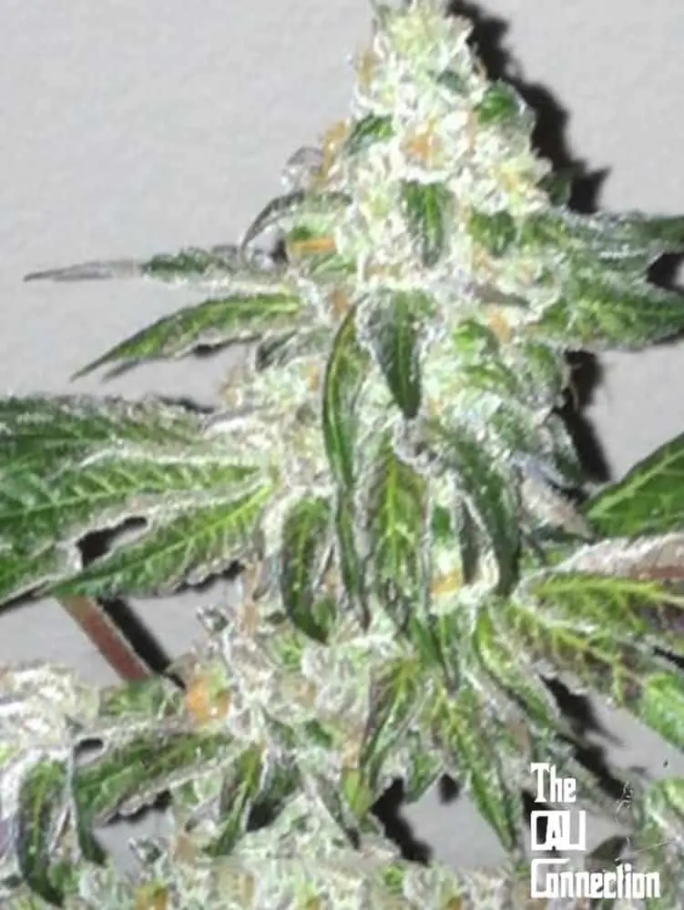 Girl Scout Cookies | Cali Connection | FEM Photoperiod Seeds
