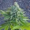 TWENTY20 MENDOCINO - MMXX F2 STRAIN - FEM PHOTO - Image 4