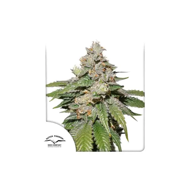 Mokum's Tulip Auto | Dutch Passion | FEM Autoflower Seeds
