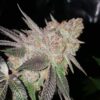 JINXPROOF GENETICS - 9LB HAMMER STRAIN - REG PHOTO - 12 PACK - Image 6