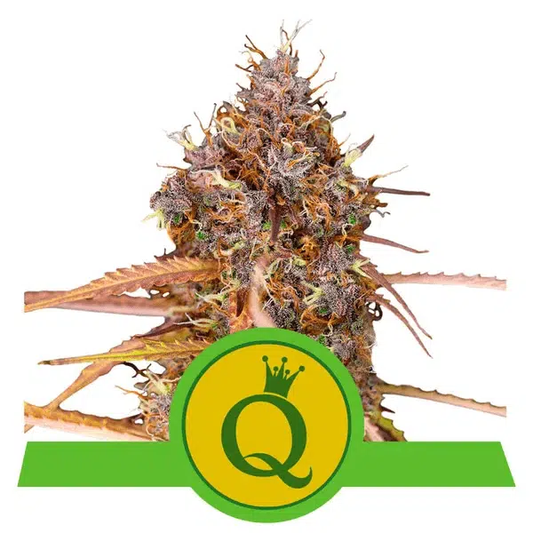 ROYAL QUEEN SEEDS - PURPLE QUEEN AUTOMATIC STRAIN - AUTO FEM