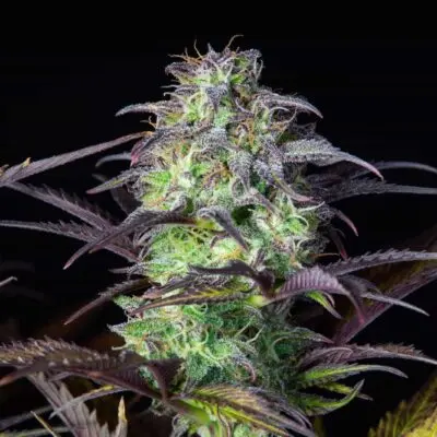 Original Blueberry Auto | Fast Buds | FEM Autoflower Seeds