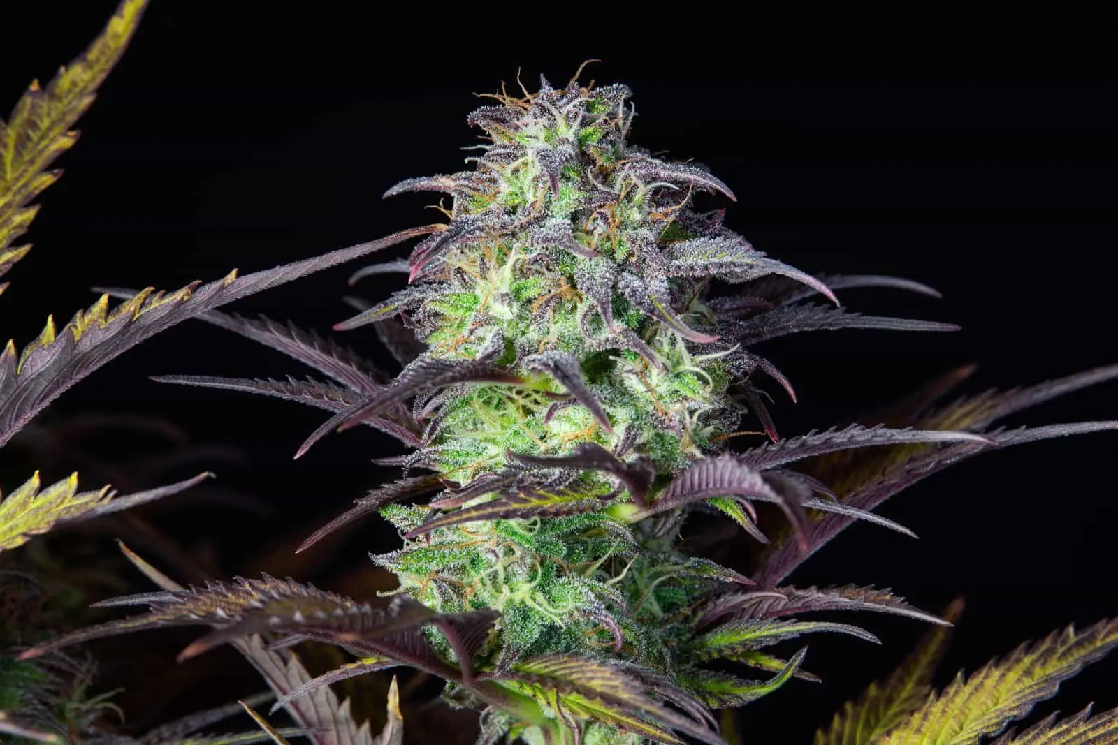 Original Blueberry Auto | Fast Buds | FEM Autoflower Seeds