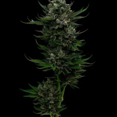 All Gas OG | Humboldt Seed Co | FEM Photoperiod Seeds