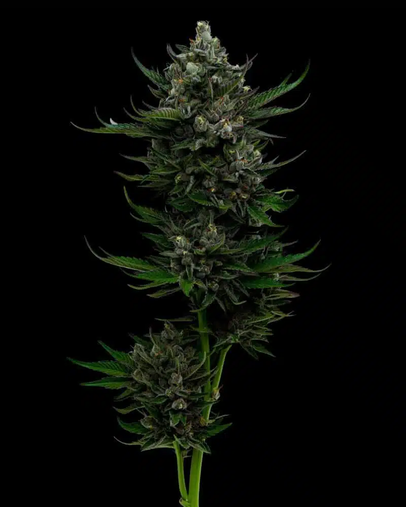 All Gas OG | Humboldt Seed Co | FEM Photoperiod Seeds