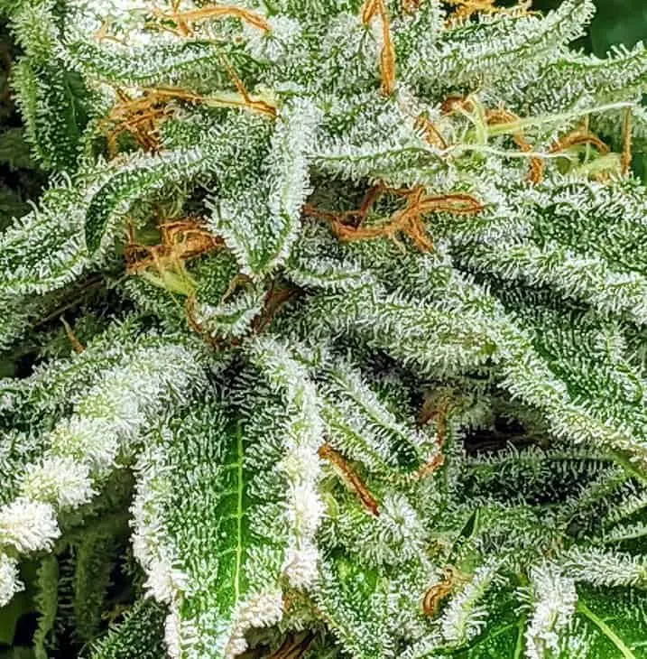 TWENTY20 MENDOCINO – THE SPICE! STRAIN – FEM PHOTO