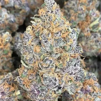 Forbidden Jelly | In House Genetics | FEM Photoperiod Seeds