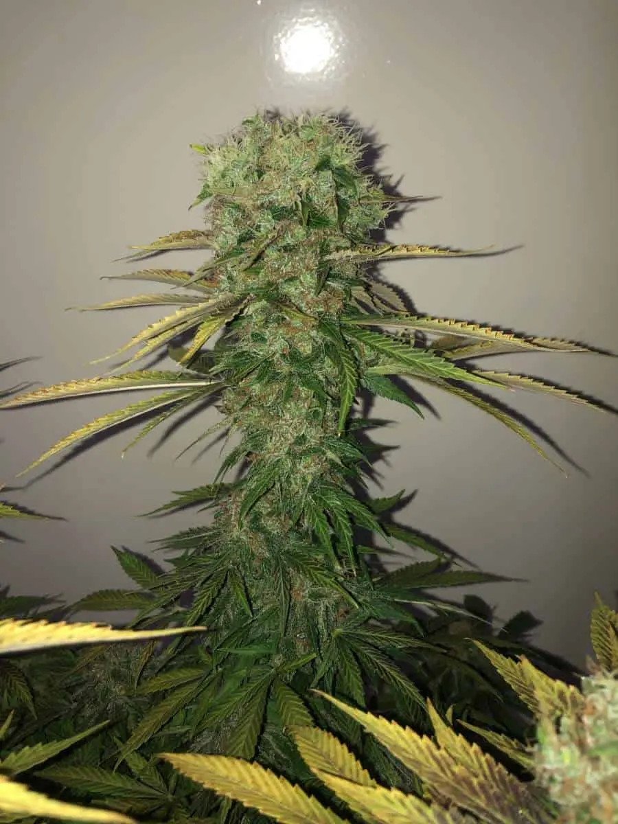 TASTEBUDZ – PEANUT BUTTER COOKIES STRAIN – AUTO FEM