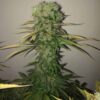 TASTEBUDZ - PEANUT BUTTER COOKIES STRAIN - FEM PHOTO - Image 2