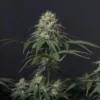 FAST BUDS - TROPICANA COOKIES FF STRAIN - FEM PHOTO - Image 3