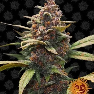 Ayahuasca Purple | Barney's Farm | FEM Photoperiod Seeds