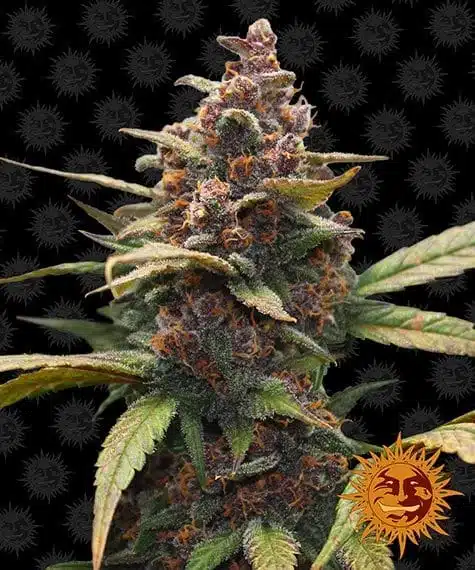 Ayahuasca Purple | Barney's Farm | FEM Photoperiod Seeds