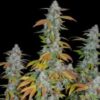 ROMULAN GENETICS - ROMULAN S1 STRAIN - FEM PHOTO - 6 PACK - Image 5