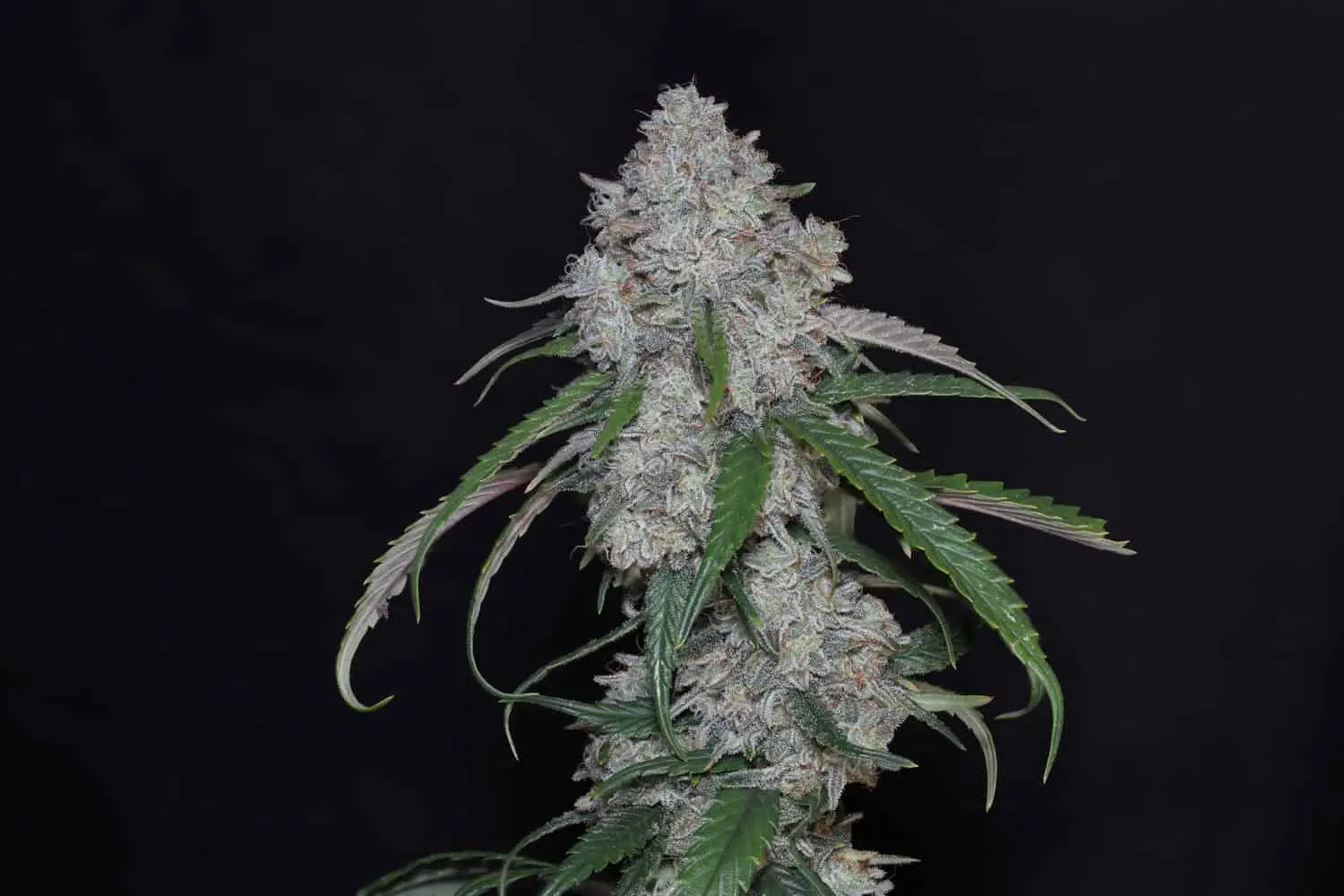 TWENTY20 - X FACTOR OG STRAIN - FEM AUTO