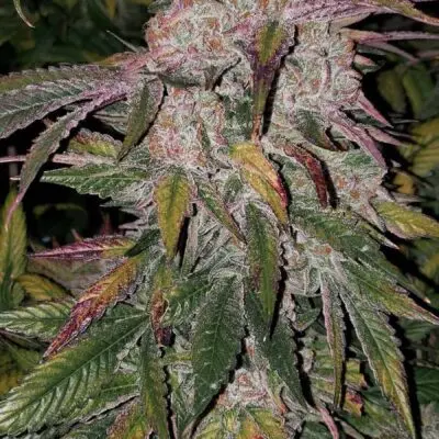 Purple Thai Auto | Ethos Genetics | FEM Autoflower Seeds