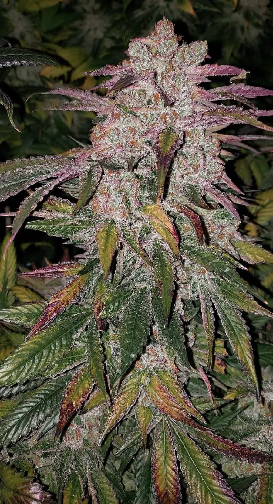 Purple Thai Auto | Ethos Genetics | FEM Autoflower Seeds