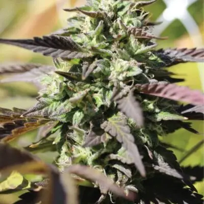 Chunkadelic Auto | Humboldt Seed Co | FEM Autoflower Seeds