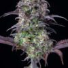 FAST BUDS - ORIGINAL BLUEBERRY STRAIN - AUTO FEM - Image 4