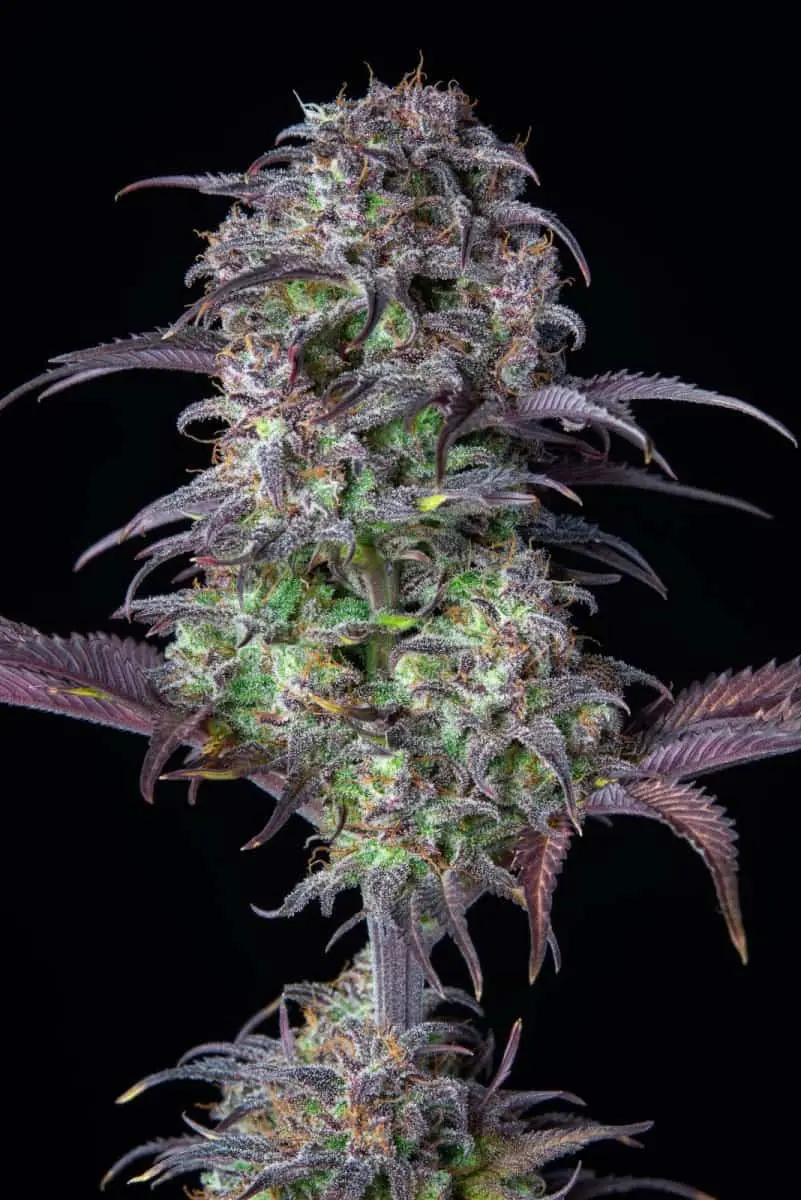 Original Blueberry Auto