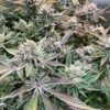 JINXPROOF GENETICS - 9LB HAMMER STRAIN - REG PHOTO - 12 PACK - Image 7