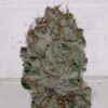 JINXPROOF GENETICS - HASHGOOBERRY F2 STRAIN - REG PHOTO - 12 PACK - Image 2