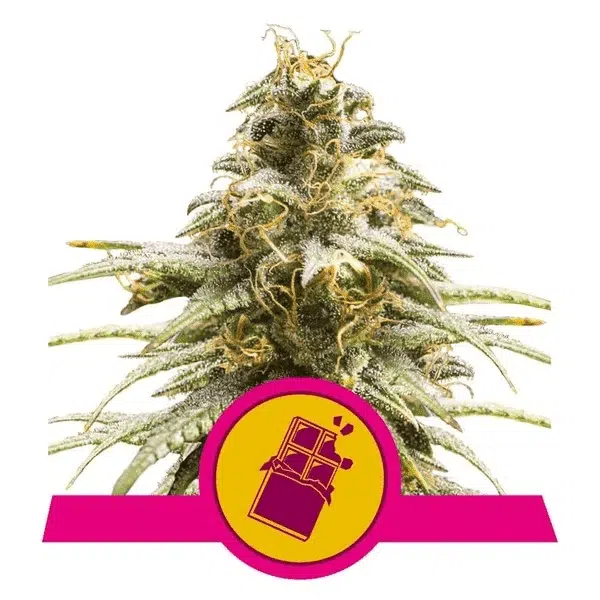 ROYAL QUEEN SEEDS - CHOCOLATE HAZE STRAIN - FEM PHOTO