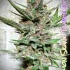 SOFEM GENETICS - LEMON SKUNK TANGIE STRAIN - AUTO FEM - 3 PACK - Image 3