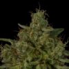 TWENTY20 MENDOCINO - MUCHACHA (FORMERLY GLUE SNIFFER) STRAIN -  FEM PHOTO BOGO - Image 2