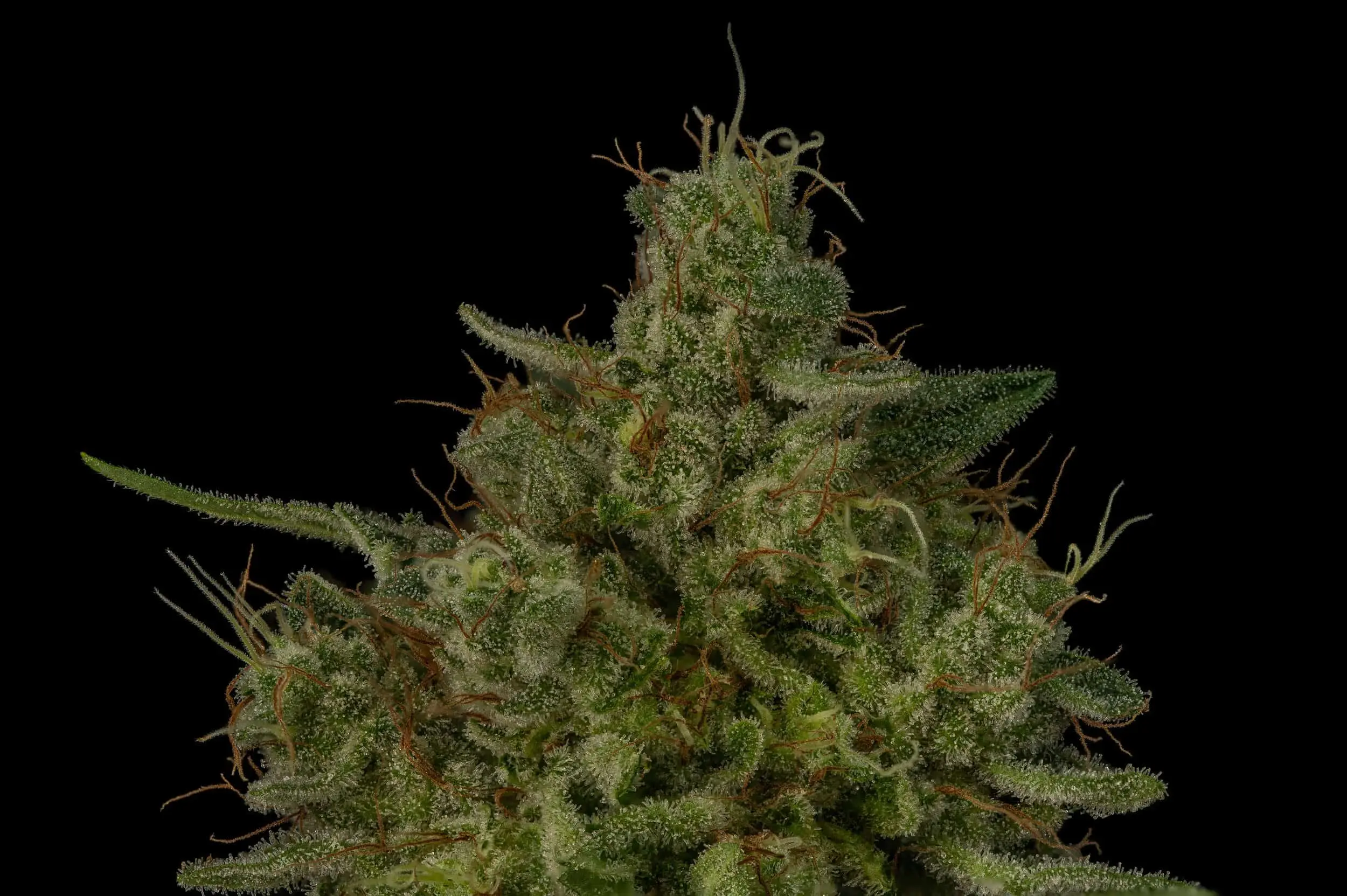 TWENTY20 MENDOCINO – MUCHACHA (FORMERLY GLUE SNIFFER) STRAIN –  FEM PHOTO
