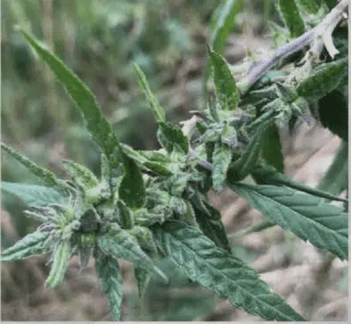 TRIDENT SEEDS - RASOL VILLAGE STRAIN - REG PHOTO