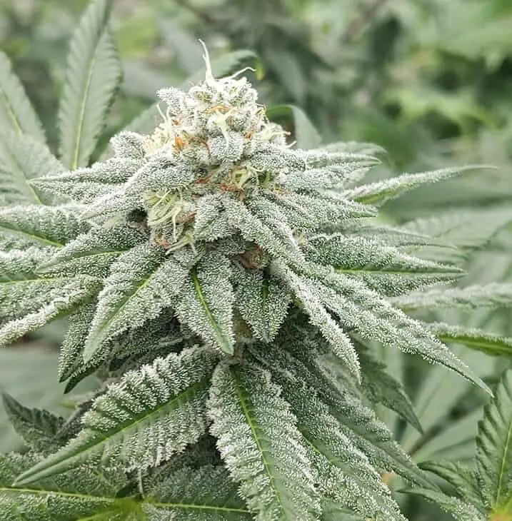 TWENTY20 MENDOCINO - MADE OF HONOR STRAIN - FEM PHOTO