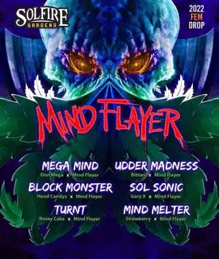 SOLFIRE GARDENS - SOL SONIC STRAIN - FEM PHOTO