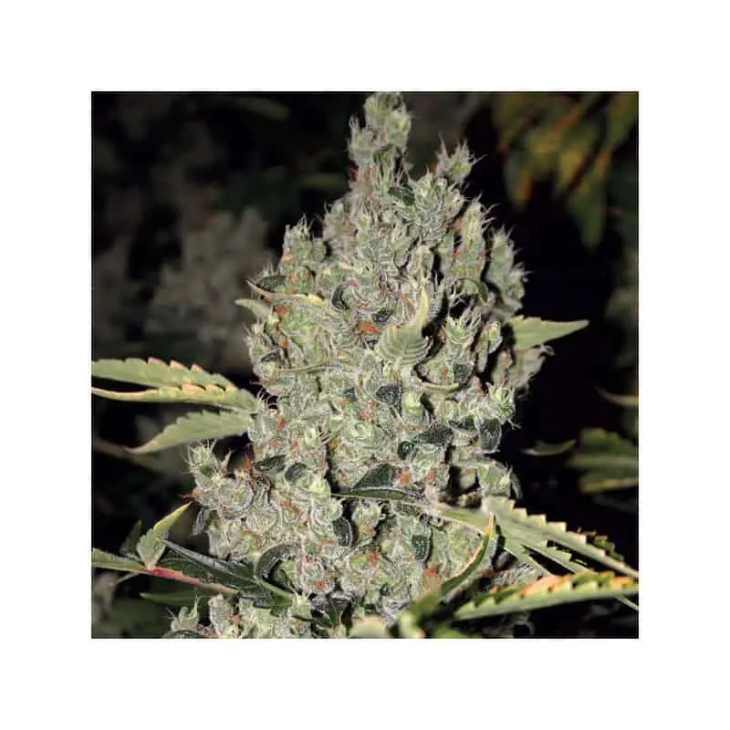 Strawberry Cough
