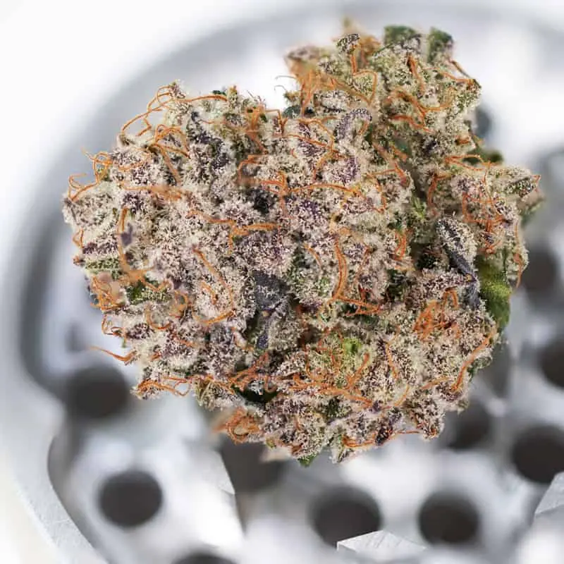 Mimosa Punch Auto