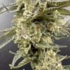 IN HOUSE GENETICS - E98 STRAIN - FEM PHOTO - GOLD PACK - Image 2
